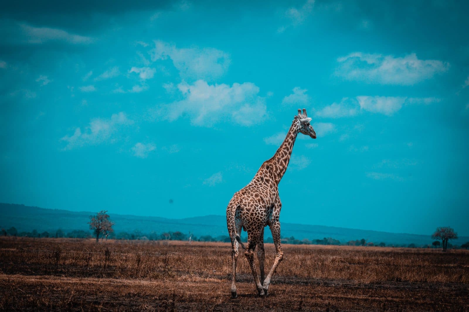 Mikumi National Park — photo 8