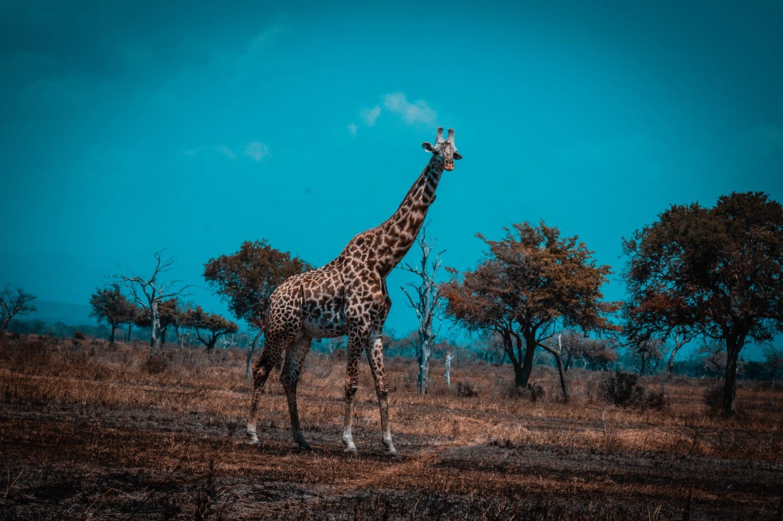 Mikumi National Park — photo 9