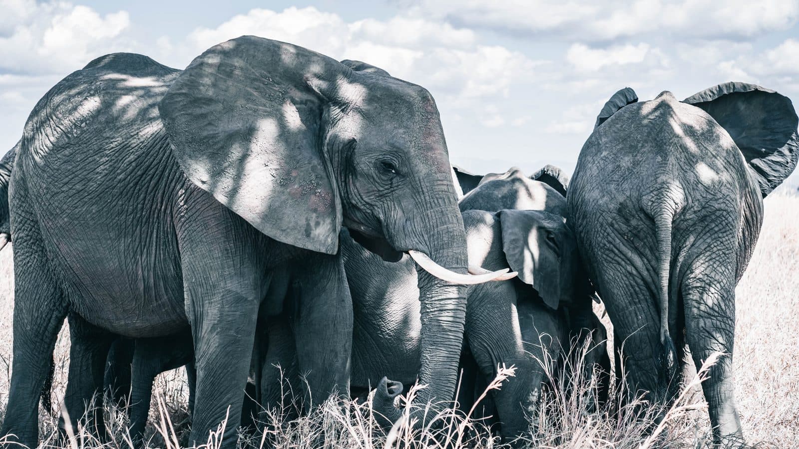 An elephant herd crossing the grass in Mikumi National Park